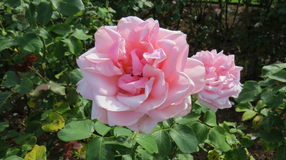Rose Garden